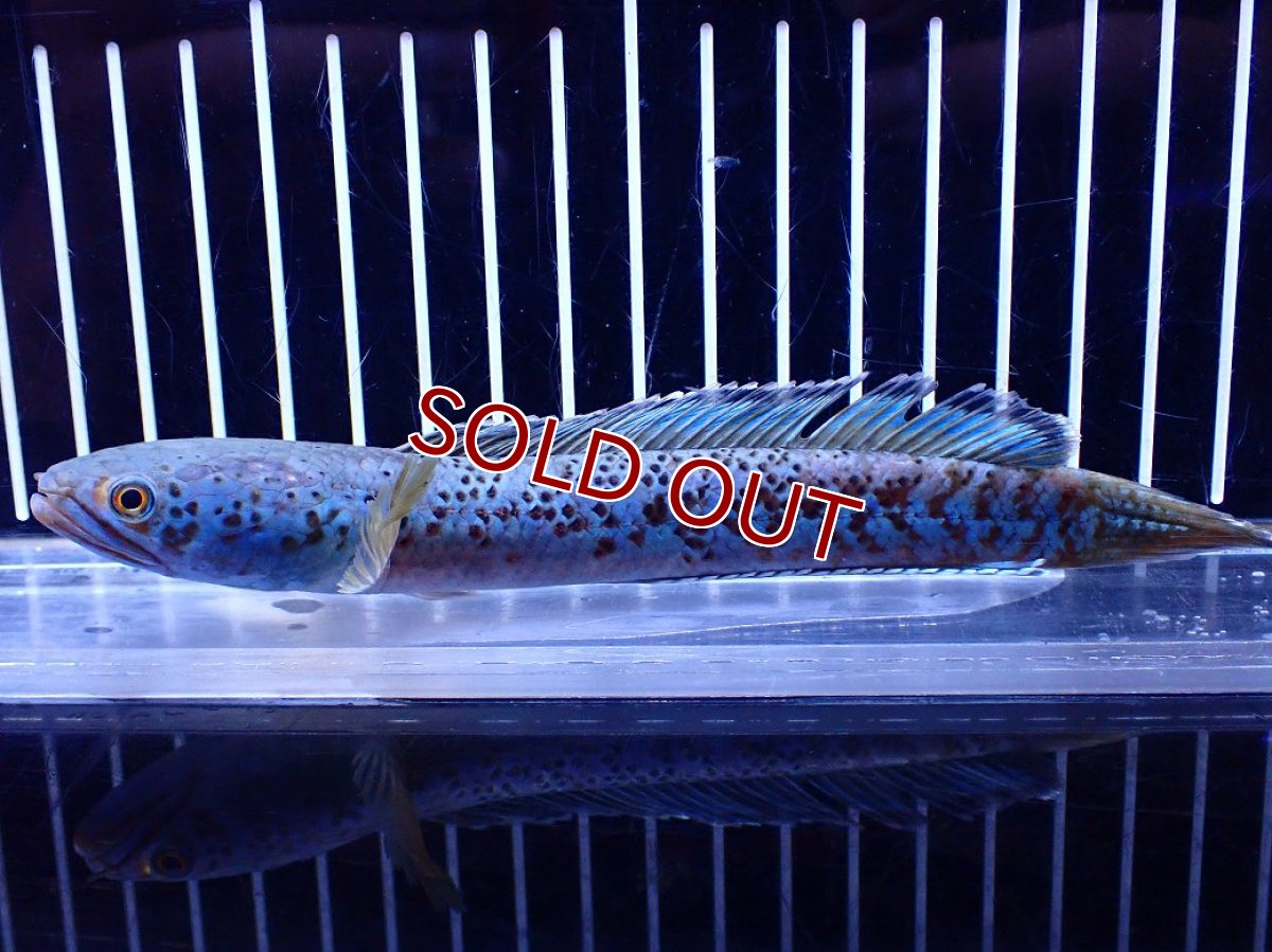 画像5: 【淡水魚】【通販】青強い チャンナ インセイン【個体販売】(±15cm)(大型魚・スネークヘッド)(生体)(熱帯魚)NKO (5)