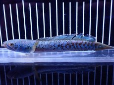画像5: 【淡水魚】【通販】青強い チャンナ インセイン【個体販売】(±15cm)(大型魚・スネークヘッド)(生体)(熱帯魚)NKO (5)