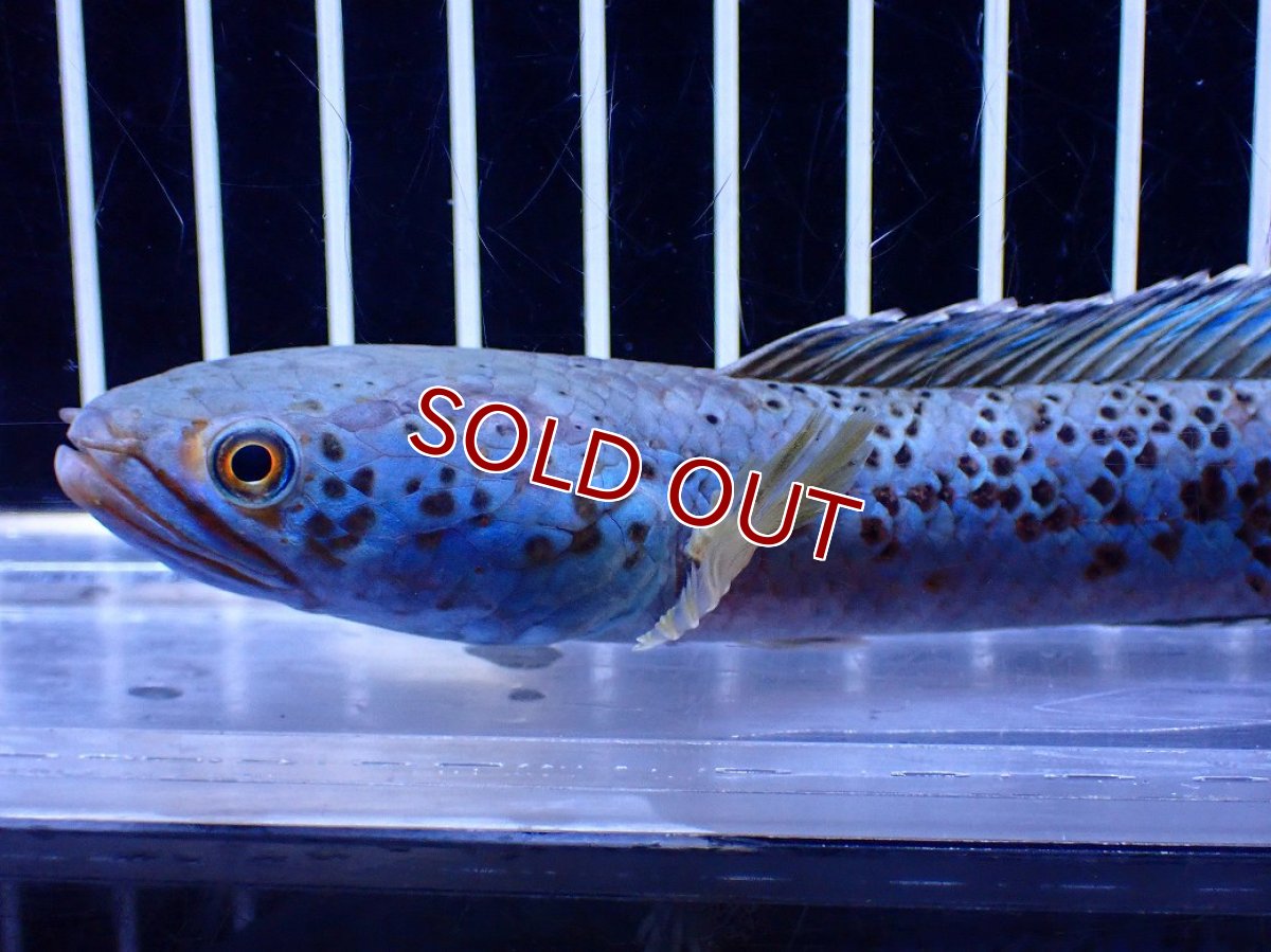 画像6: 【淡水魚】【通販】青強い チャンナ インセイン【個体販売】(±15cm)(大型魚・スネークヘッド)(生体)(熱帯魚)NKO (6)