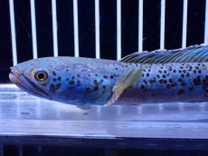 画像6: 【淡水魚】【通販】青強い チャンナ インセイン【個体販売】(±15cm)(大型魚・スネークヘッド)(生体)(熱帯魚)NKO (6)