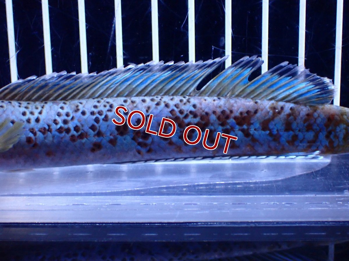 画像7: 【淡水魚】【通販】青強い チャンナ インセイン【個体販売】(±15cm)(大型魚・スネークヘッド)(生体)(熱帯魚)NKO (7)