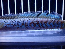 画像7: 【淡水魚】【通販】青強い チャンナ インセイン【個体販売】(±15cm)(大型魚・スネークヘッド)(生体)(熱帯魚)NKO (7)