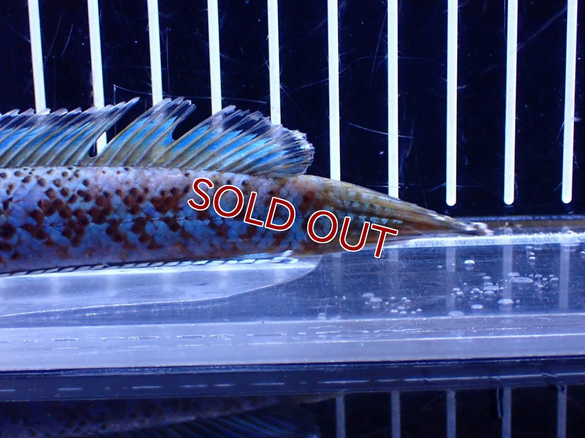 画像8: 【淡水魚】【通販】青強い チャンナ インセイン【個体販売】(±15cm)(大型魚・スネークヘッド)(生体)(熱帯魚)NKO (8)