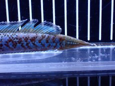 画像8: 【淡水魚】【通販】青強い チャンナ インセイン【個体販売】(±15cm)(大型魚・スネークヘッド)(生体)(熱帯魚)NKO (8)