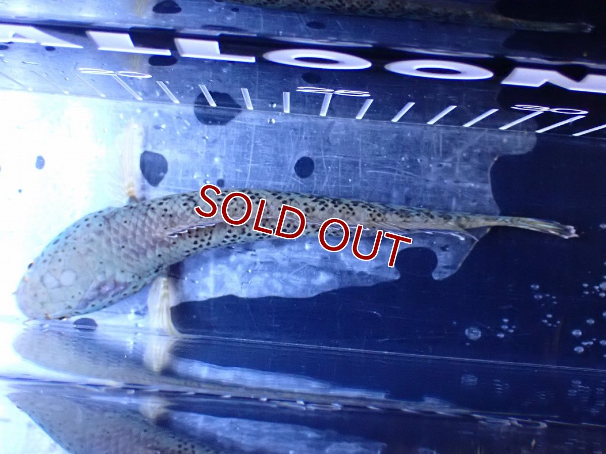 画像9: 【淡水魚】【通販】青強い チャンナ インセイン【個体販売】(±15cm)(大型魚・スネークヘッド)(生体)(熱帯魚)NKO (9)