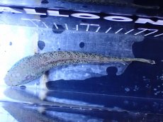 画像9: 【淡水魚】【通販】青強い チャンナ インセイン【個体販売】(±15cm)(大型魚・スネークヘッド)(生体)(熱帯魚)NKO (9)
