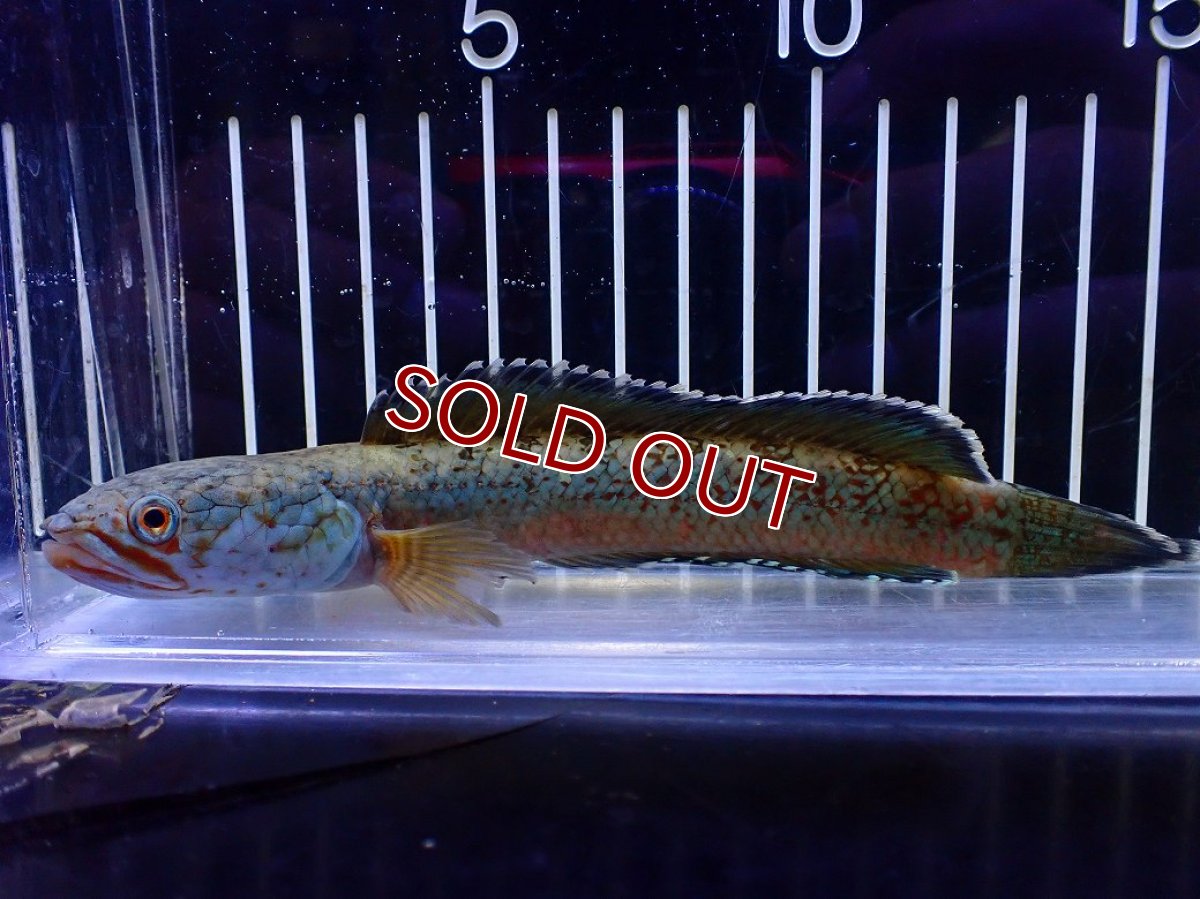 画像1: 【淡水魚】【通販】青強め No1 チャンナ sp ゴールドダスト【個体販売】(±15cm)(大型魚・スネークヘッド)(生体)(熱帯魚)NKO (1)