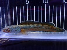 画像1: 【淡水魚】【通販】青強め No1 チャンナ sp ゴールドダスト【個体販売】(±15cm)(大型魚・スネークヘッド)(生体)(熱帯魚)NKO (1)
