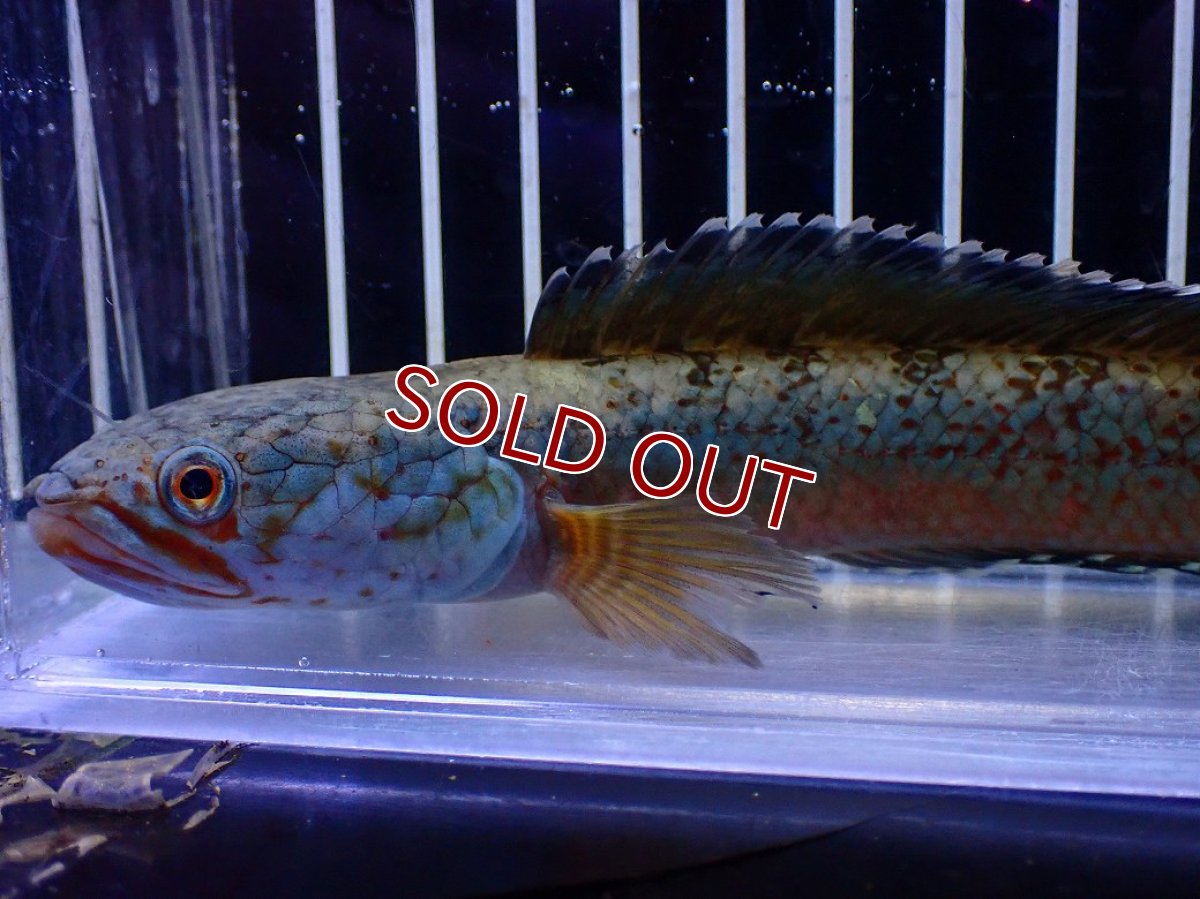 画像2: 【淡水魚】【通販】青強め No1 チャンナ sp ゴールドダスト【個体販売】(±15cm)(大型魚・スネークヘッド)(生体)(熱帯魚)NKO (2)