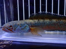 画像2: 【淡水魚】【通販】青強め No1 チャンナ sp ゴールドダスト【個体販売】(±15cm)(大型魚・スネークヘッド)(生体)(熱帯魚)NKO (2)