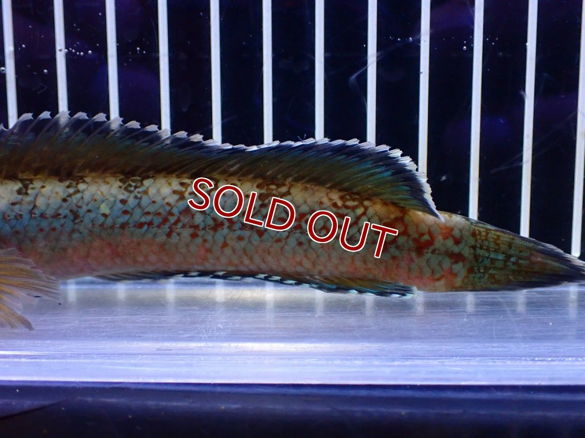 画像3: 【淡水魚】【通販】青強め No1 チャンナ sp ゴールドダスト【個体販売】(±15cm)(大型魚・スネークヘッド)(生体)(熱帯魚)NKO (3)
