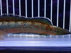 画像3: 【淡水魚】【通販】青強め No1 チャンナ sp ゴールドダスト【個体販売】(±15cm)(大型魚・スネークヘッド)(生体)(熱帯魚)NKO (3)