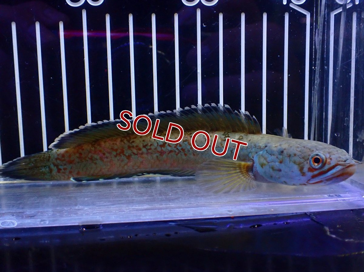 画像4: 【淡水魚】【通販】青強め No1 チャンナ sp ゴールドダスト【個体販売】(±15cm)(大型魚・スネークヘッド)(生体)(熱帯魚)NKO (4)