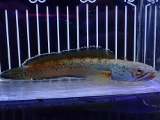 画像4: 【淡水魚】【通販】青強め No1 チャンナ sp ゴールドダスト【個体販売】(±15cm)(大型魚・スネークヘッド)(生体)(熱帯魚)NKO (4)