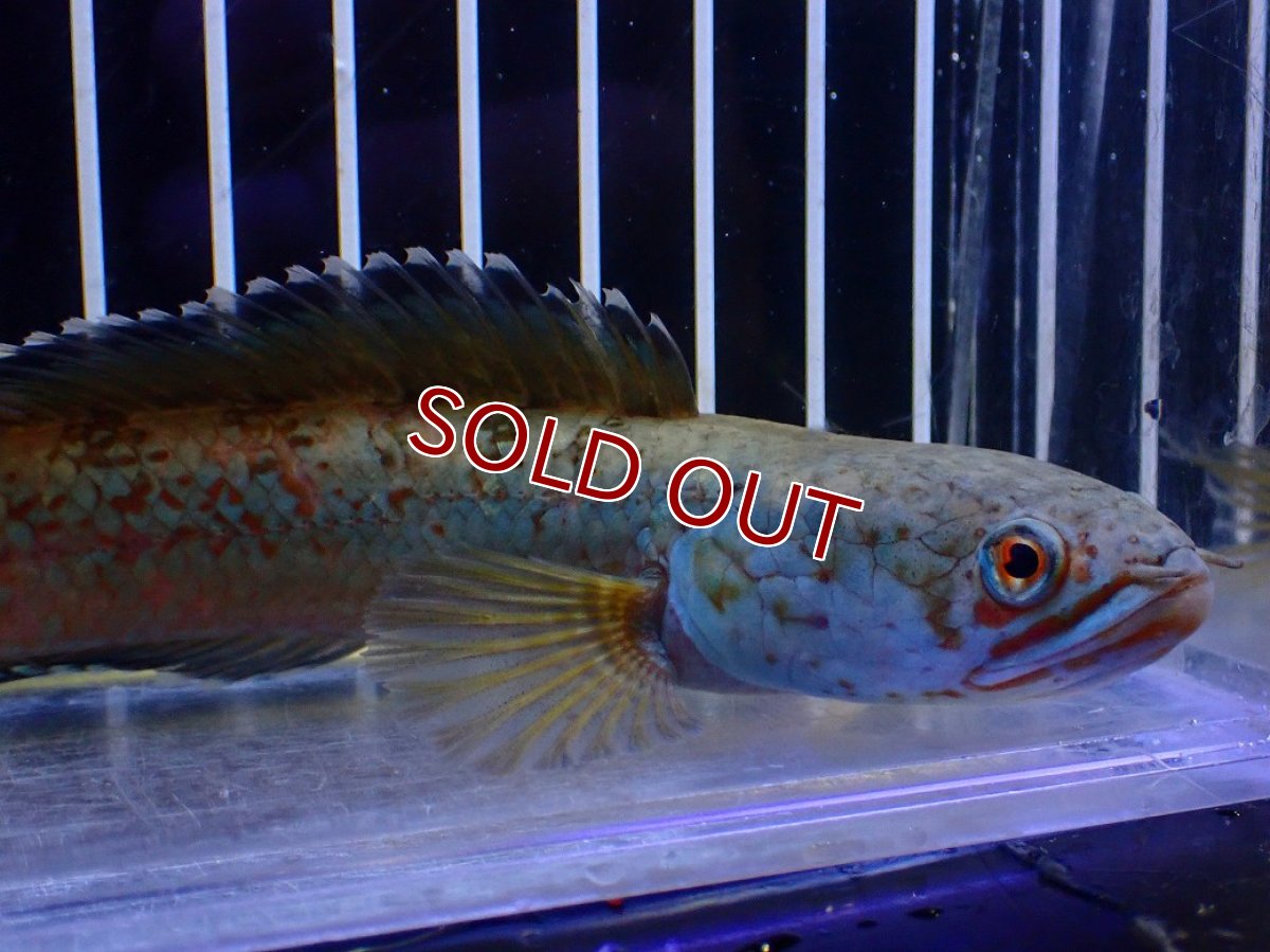 画像5: 【淡水魚】【通販】青強め No1 チャンナ sp ゴールドダスト【個体販売】(±15cm)(大型魚・スネークヘッド)(生体)(熱帯魚)NKO (5)