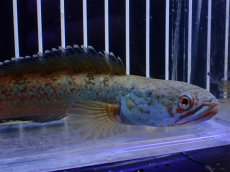 画像5: 【淡水魚】【通販】青強め No1 チャンナ sp ゴールドダスト【個体販売】(±15cm)(大型魚・スネークヘッド)(生体)(熱帯魚)NKO (5)