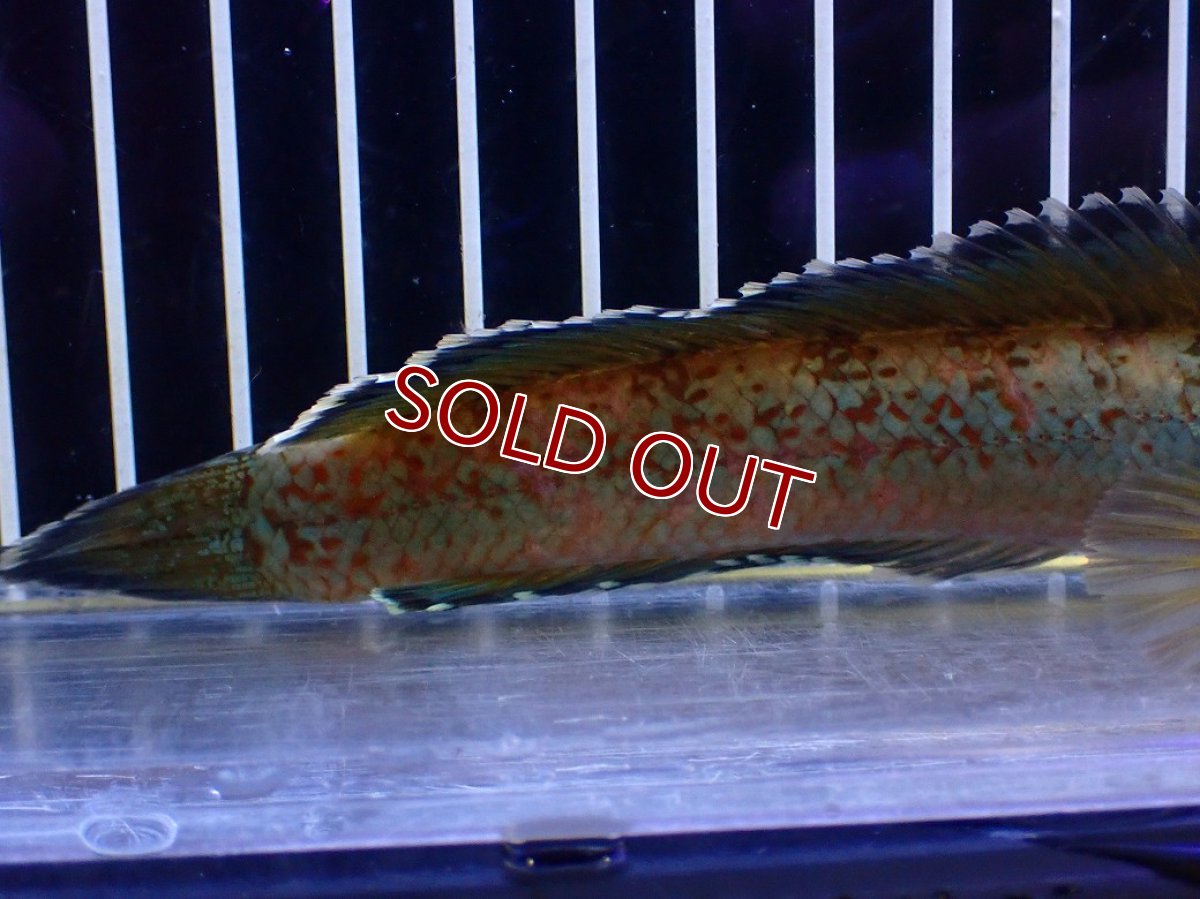 画像6: 【淡水魚】【通販】青強め No1 チャンナ sp ゴールドダスト【個体販売】(±15cm)(大型魚・スネークヘッド)(生体)(熱帯魚)NKO (6)