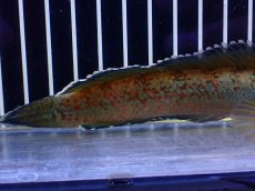 画像6: 【淡水魚】【通販】青強め No1 チャンナ sp ゴールドダスト【個体販売】(±15cm)(大型魚・スネークヘッド)(生体)(熱帯魚)NKO (6)