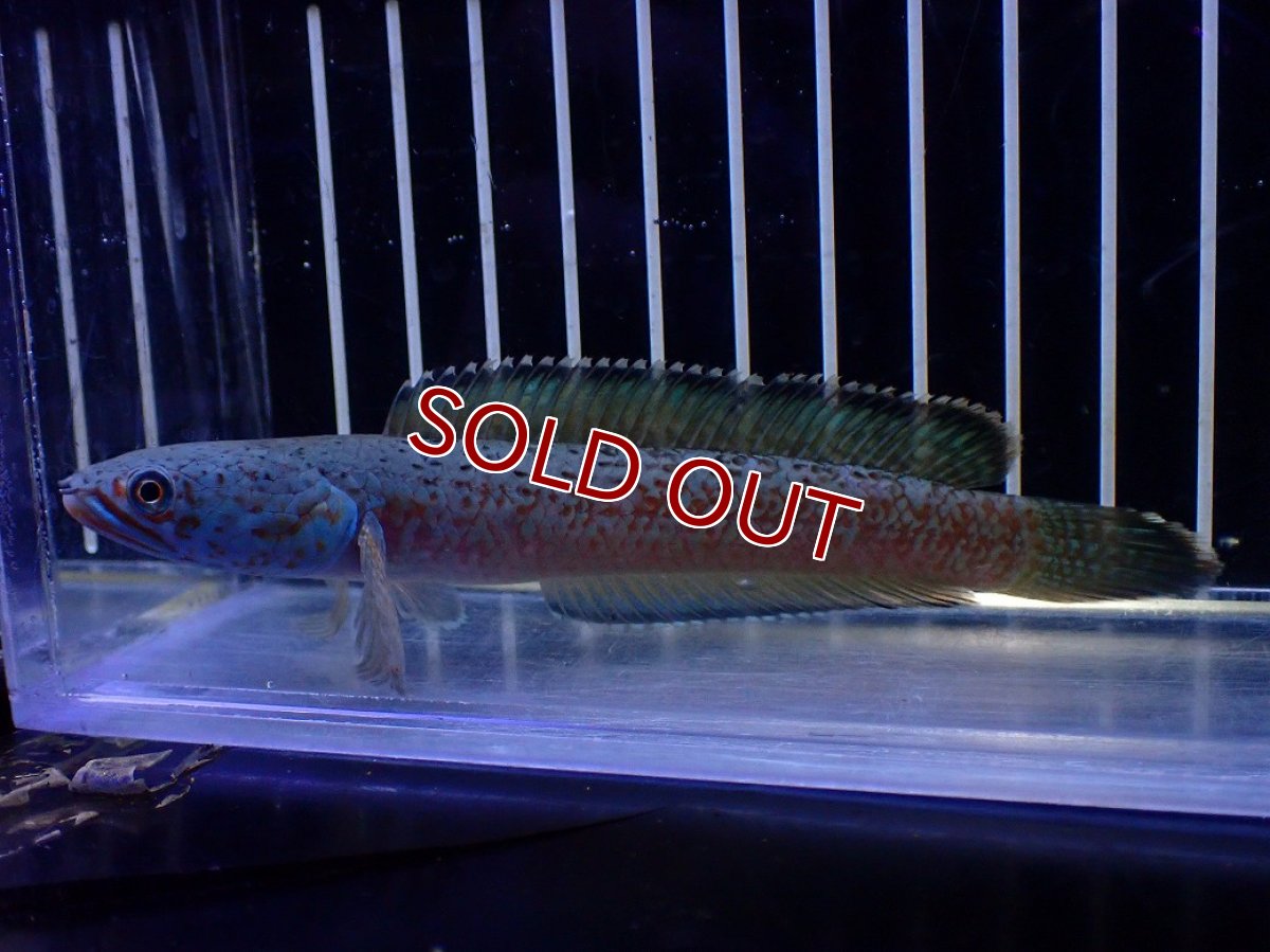 画像1: 【淡水魚】【通販】極青 No2 チャンナ sp ゴールドダスト【個体販売】(±1cm)(大型魚・スネークヘッド)(生体)(熱帯魚)NKO (1)