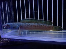 画像1: 【淡水魚】【通販】極青 No2 チャンナ sp ゴールドダスト【個体販売】(±1cm)(大型魚・スネークヘッド)(生体)(熱帯魚)NKO (1)