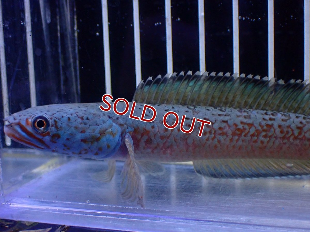 画像2: 【淡水魚】【通販】極青 No2 チャンナ sp ゴールドダスト【個体販売】(±1cm)(大型魚・スネークヘッド)(生体)(熱帯魚)NKO (2)