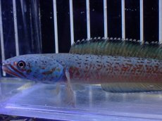 画像2: 【淡水魚】【通販】極青 No2 チャンナ sp ゴールドダスト【個体販売】(±1cm)(大型魚・スネークヘッド)(生体)(熱帯魚)NKO (2)