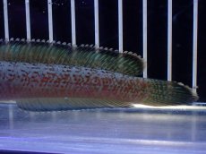 画像3: 【淡水魚】【通販】極青 No2 チャンナ sp ゴールドダスト【個体販売】(±1cm)(大型魚・スネークヘッド)(生体)(熱帯魚)NKO (3)