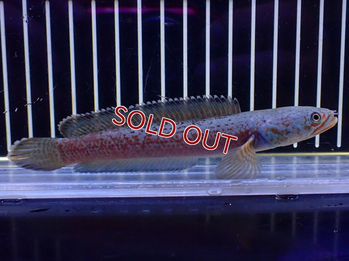 画像4: 【淡水魚】【通販】極青 No2 チャンナ sp ゴールドダスト【個体販売】(±1cm)(大型魚・スネークヘッド)(生体)(熱帯魚)NKO (4)