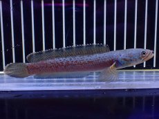 画像4: 【淡水魚】【通販】極青 No2 チャンナ sp ゴールドダスト【個体販売】(±1cm)(大型魚・スネークヘッド)(生体)(熱帯魚)NKO (4)