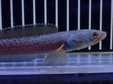 画像5: 【淡水魚】【通販】極青 No2 チャンナ sp ゴールドダスト【個体販売】(±1cm)(大型魚・スネークヘッド)(生体)(熱帯魚)NKO (5)