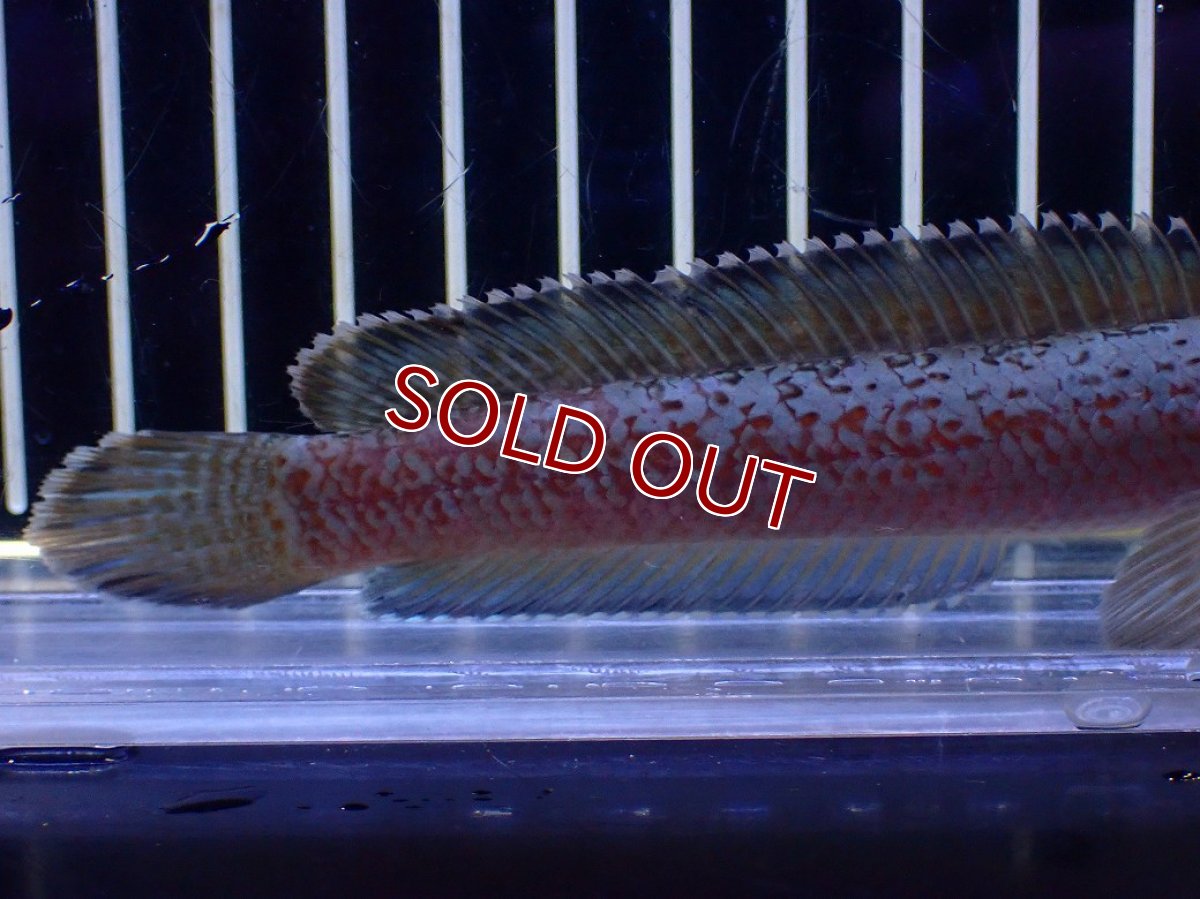 画像6: 【淡水魚】【通販】極青 No2 チャンナ sp ゴールドダスト【個体販売】(±1cm)(大型魚・スネークヘッド)(生体)(熱帯魚)NKO (6)