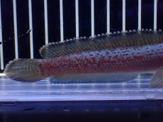 画像6: 【淡水魚】【通販】極青 No2 チャンナ sp ゴールドダスト【個体販売】(±1cm)(大型魚・スネークヘッド)(生体)(熱帯魚)NKO (6)