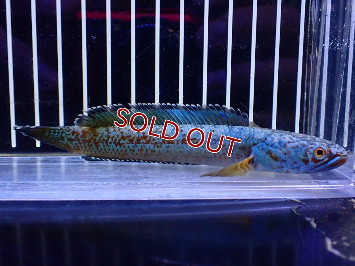 画像1: 【淡水魚】【通販】極青 No3 チャンナ sp ゴールドダスト【個体販売】(±12cm)(大型魚・スネークヘッド)(生体)(熱帯魚)NKO (1)