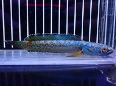画像1: 【淡水魚】【通販】極青 No3 チャンナ sp ゴールドダスト【個体販売】(±12cm)(大型魚・スネークヘッド)(生体)(熱帯魚)NKO (1)