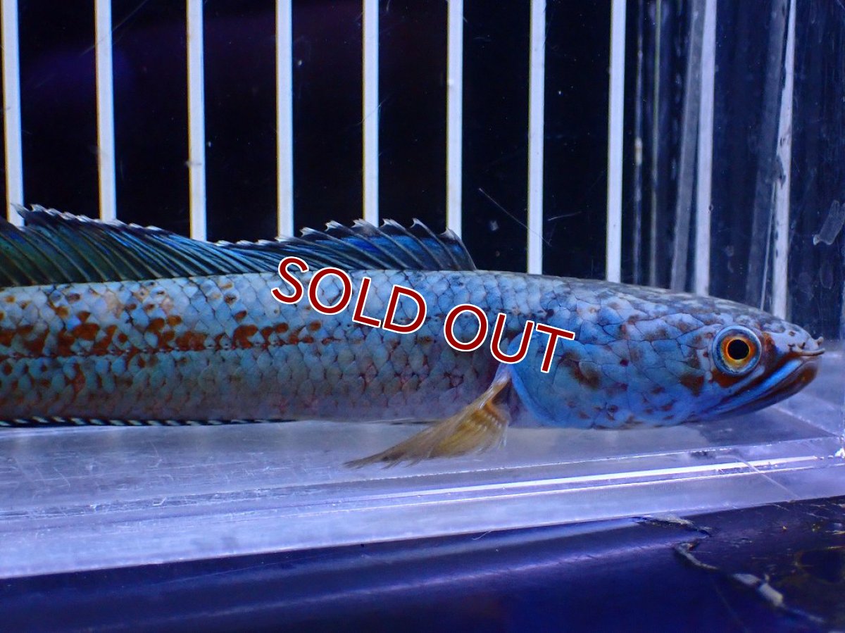 画像2: 【淡水魚】【通販】極青 No3 チャンナ sp ゴールドダスト【個体販売】(±12cm)(大型魚・スネークヘッド)(生体)(熱帯魚)NKO (2)