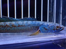 画像2: 【淡水魚】【通販】極青 No3 チャンナ sp ゴールドダスト【個体販売】(±12cm)(大型魚・スネークヘッド)(生体)(熱帯魚)NKO (2)
