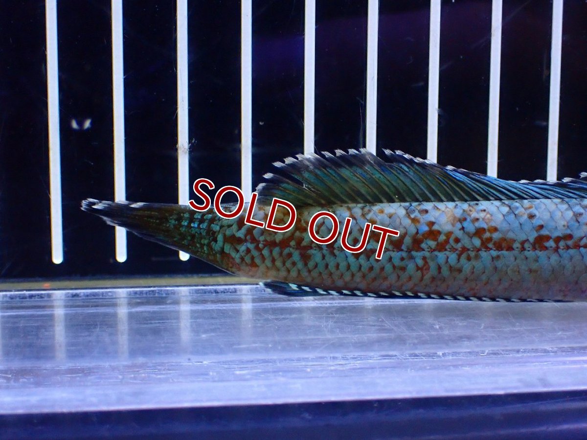 画像3: 【淡水魚】【通販】極青 No3 チャンナ sp ゴールドダスト【個体販売】(±12cm)(大型魚・スネークヘッド)(生体)(熱帯魚)NKO (3)
