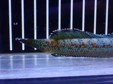 画像3: 【淡水魚】【通販】極青 No3 チャンナ sp ゴールドダスト【個体販売】(±12cm)(大型魚・スネークヘッド)(生体)(熱帯魚)NKO (3)