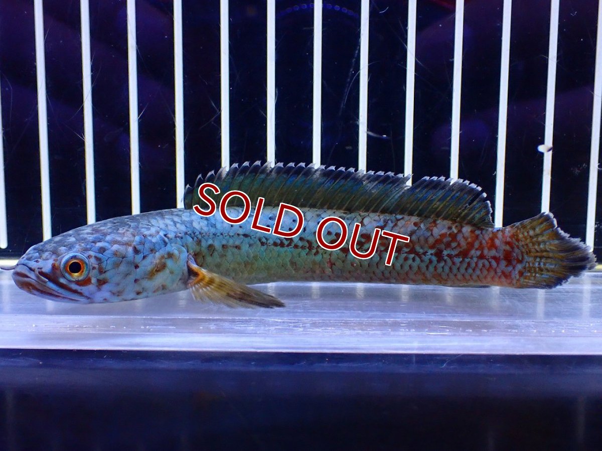 画像4: 【淡水魚】【通販】極青 No3 チャンナ sp ゴールドダスト【個体販売】(±12cm)(大型魚・スネークヘッド)(生体)(熱帯魚)NKO (4)