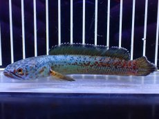 画像4: 【淡水魚】【通販】極青 No3 チャンナ sp ゴールドダスト【個体販売】(±12cm)(大型魚・スネークヘッド)(生体)(熱帯魚)NKO (4)