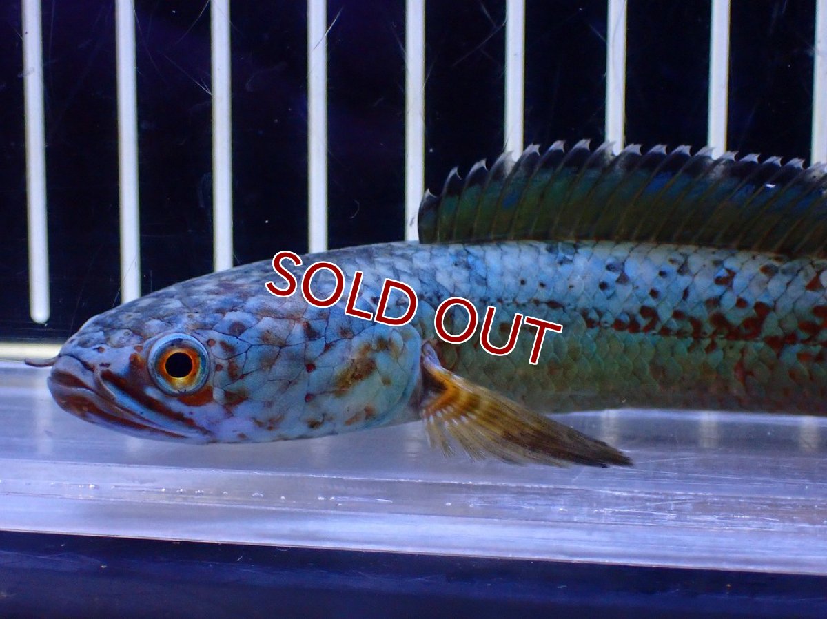 画像5: 【淡水魚】【通販】極青 No3 チャンナ sp ゴールドダスト【個体販売】(±12cm)(大型魚・スネークヘッド)(生体)(熱帯魚)NKO (5)