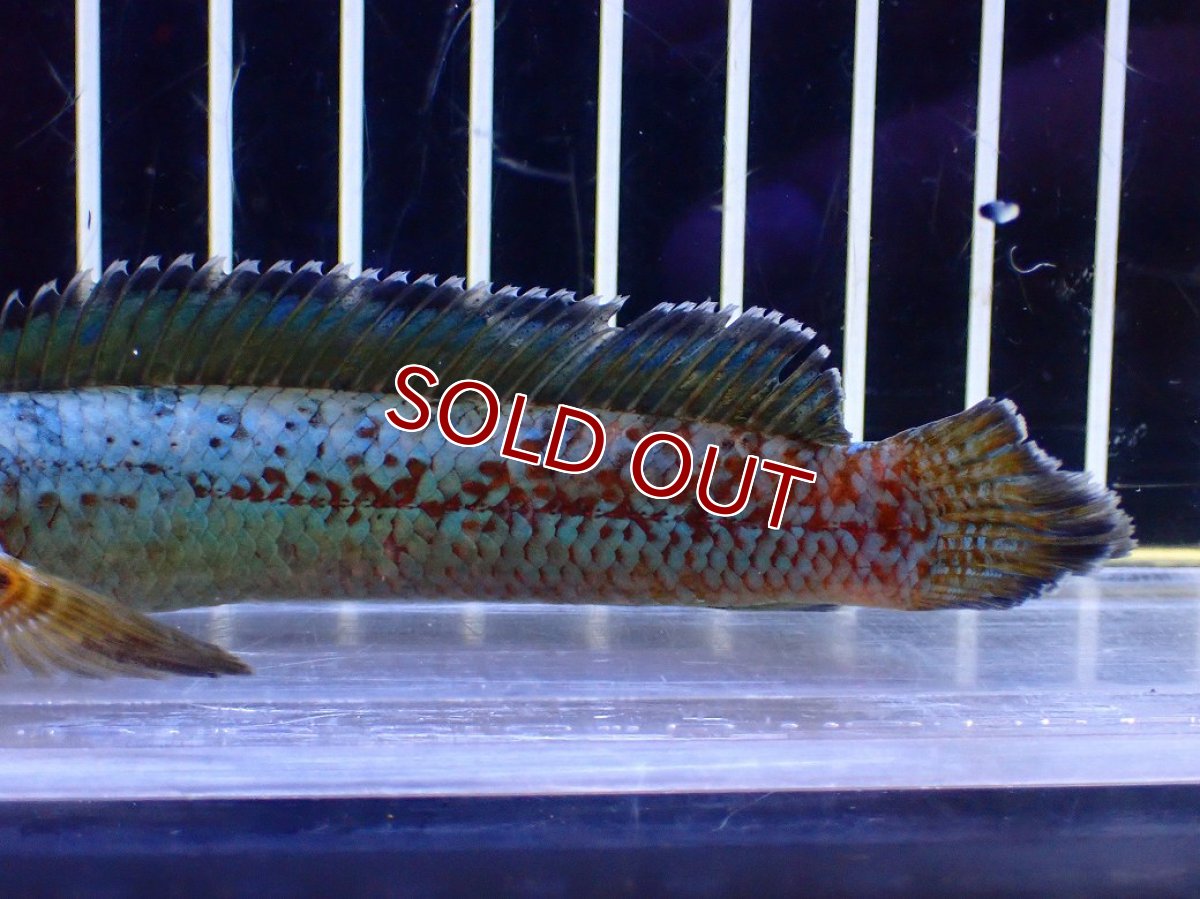 画像6: 【淡水魚】【通販】極青 No3 チャンナ sp ゴールドダスト【個体販売】(±12cm)(大型魚・スネークヘッド)(生体)(熱帯魚)NKO (6)