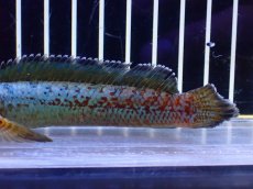 画像6: 【淡水魚】【通販】極青 No3 チャンナ sp ゴールドダスト【個体販売】(±12cm)(大型魚・スネークヘッド)(生体)(熱帯魚)NKO (6)