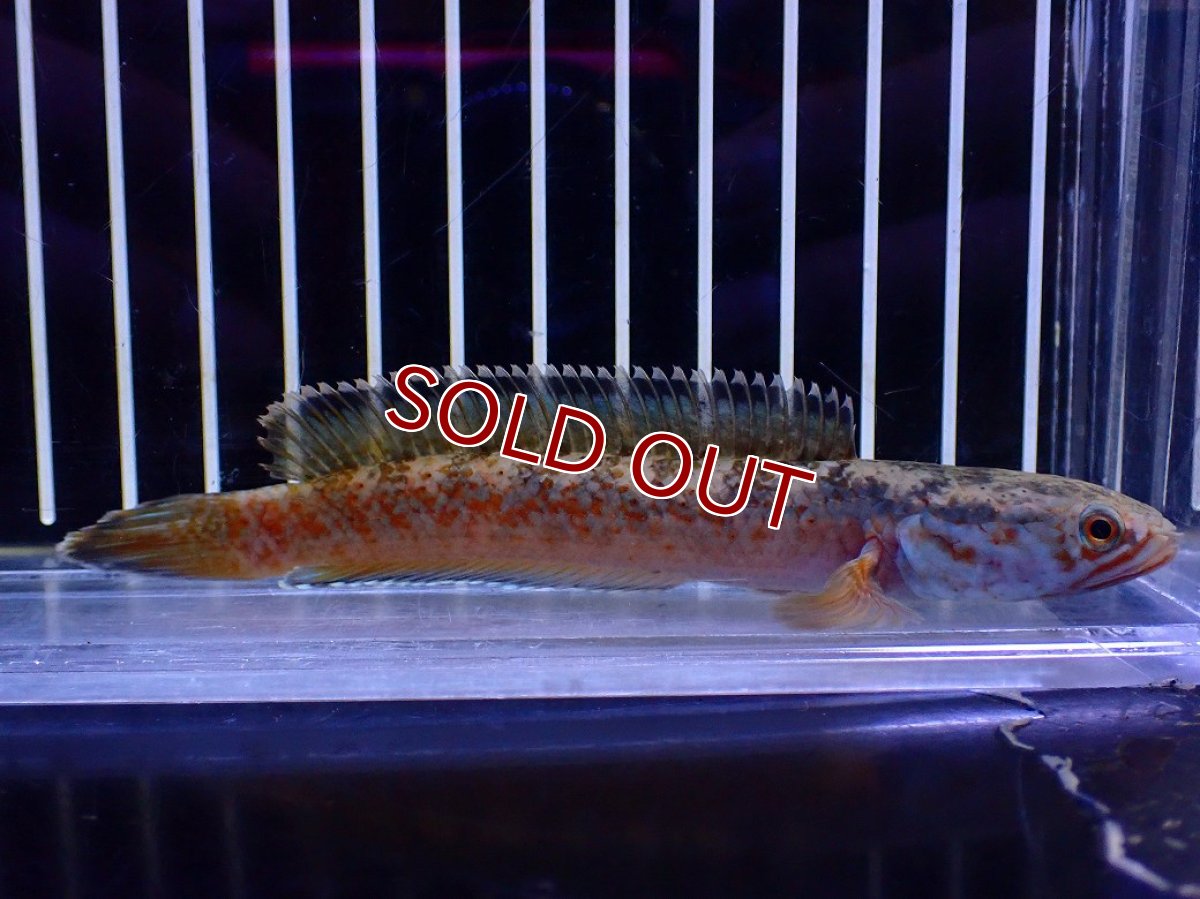 画像1: 【淡水魚】【通販】No4 チャンナ sp ゴールドダスト【個体販売】(±11cm)(大型魚・スネークヘッド)(生体)(熱帯魚)NKO (1)