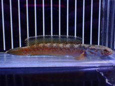 画像1: 【淡水魚】【通販】No4 チャンナ sp ゴールドダスト【個体販売】(±11cm)(大型魚・スネークヘッド)(生体)(熱帯魚)NKO (1)