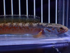 画像2: 【淡水魚】【通販】No4 チャンナ sp ゴールドダスト【個体販売】(±11cm)(大型魚・スネークヘッド)(生体)(熱帯魚)NKO (2)