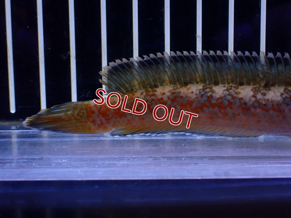 画像3: 【淡水魚】【通販】No4 チャンナ sp ゴールドダスト【個体販売】(±11cm)(大型魚・スネークヘッド)(生体)(熱帯魚)NKO (3)