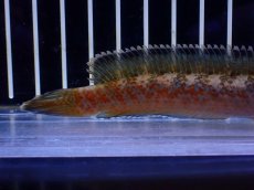 画像3: 【淡水魚】【通販】No4 チャンナ sp ゴールドダスト【個体販売】(±11cm)(大型魚・スネークヘッド)(生体)(熱帯魚)NKO (3)