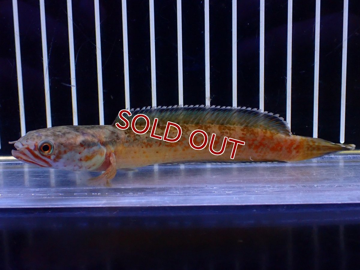 画像4: 【淡水魚】【通販】No4 チャンナ sp ゴールドダスト【個体販売】(±11cm)(大型魚・スネークヘッド)(生体)(熱帯魚)NKO (4)