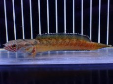 画像4: 【淡水魚】【通販】No4 チャンナ sp ゴールドダスト【個体販売】(±11cm)(大型魚・スネークヘッド)(生体)(熱帯魚)NKO (4)